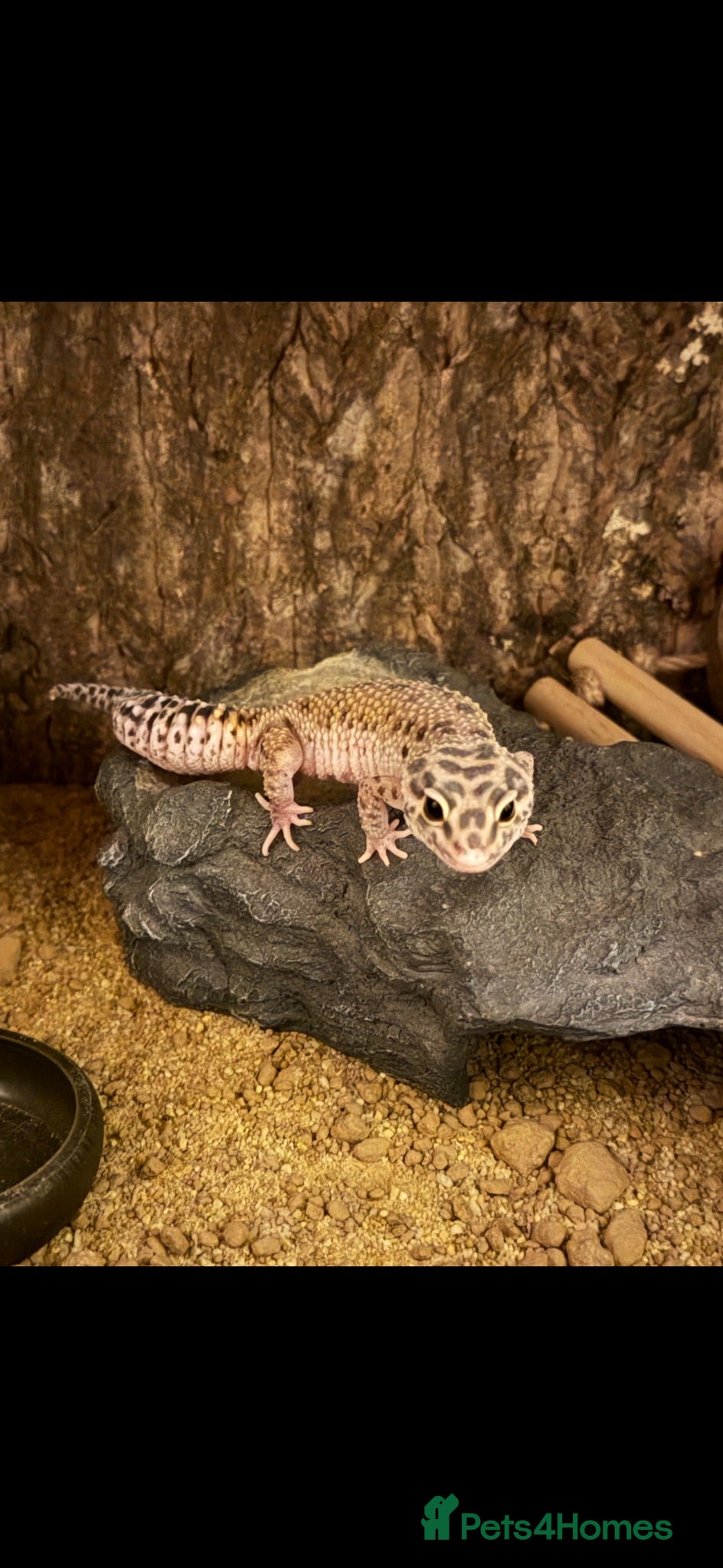 Leopard Gecko reptiles Leopard gecko  - Advert 1