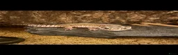 Leopard Gecko reptiles for sale: Leopard gecko  in Manchester - Advert 1