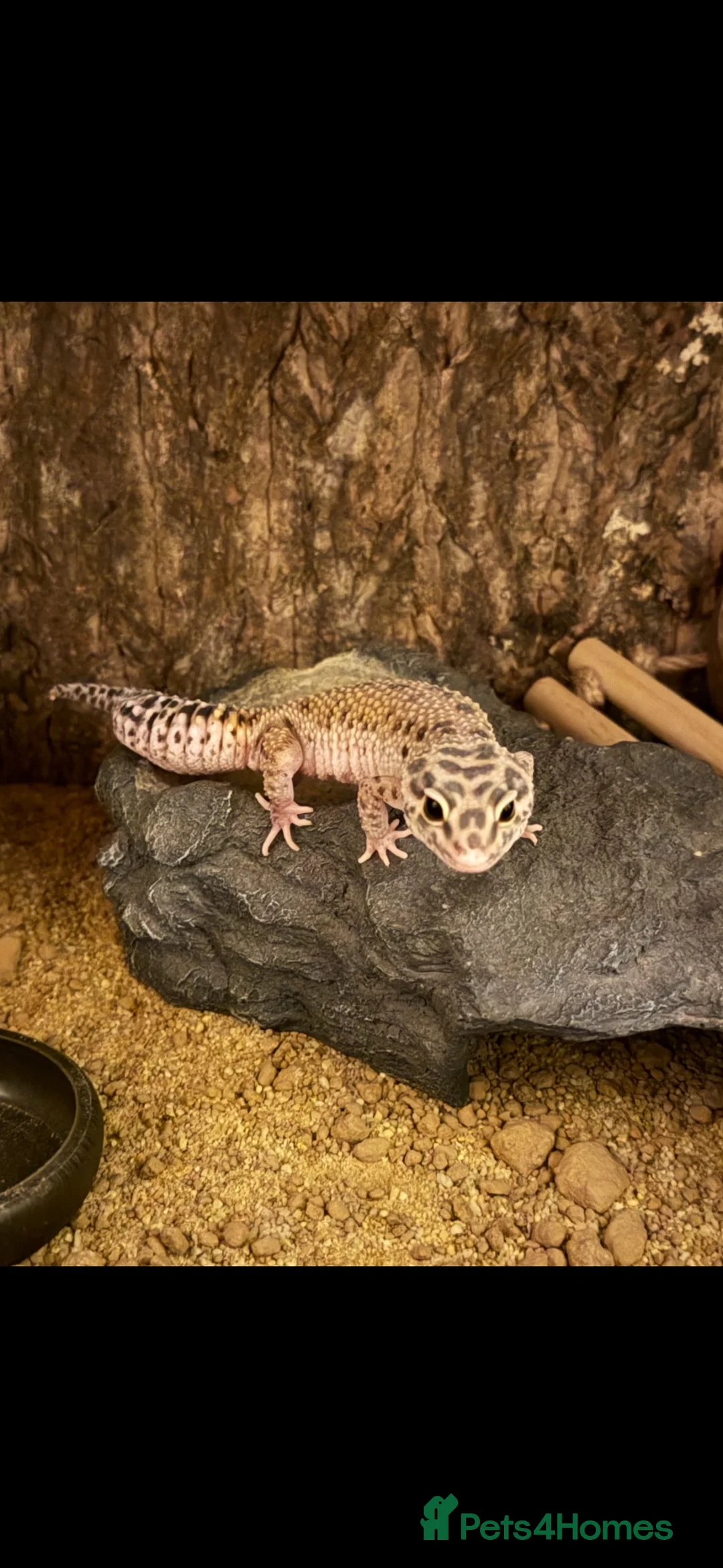 Leopard Gecko reptiles for sale: Leopard gecko  in Manchester - Advert 1