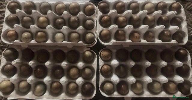 Quail poultry CHINESE PAINTED BUTTON QUAIL EGGS ! - Advert 11