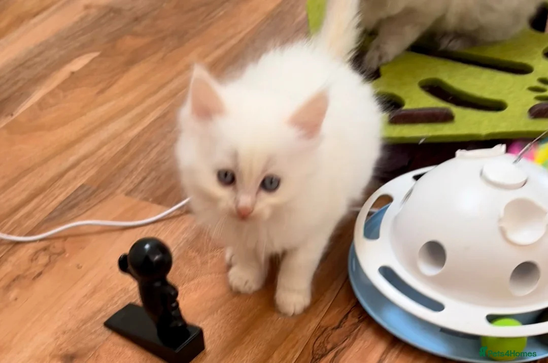 Mixed Breed cats for sale: Maine coon cross ragdoll in Mansfield - Advert 10