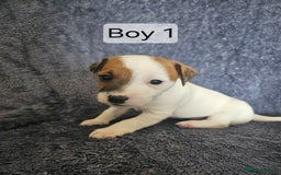 Jack Russell dogs for sale: Jack Russell puppies  - Image 5
