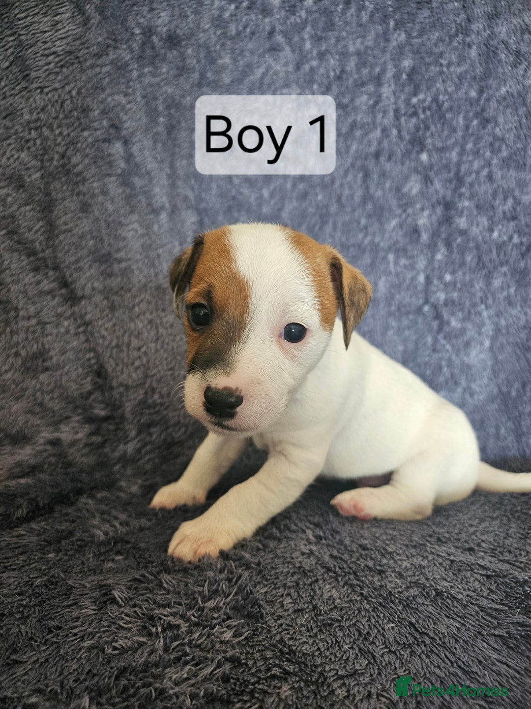 Jack Russell dogs for sale: Jack Russell puppies  - Image 5