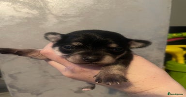 Chihuahua dogs - Advert 9