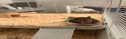 Hamster rodents for sale: Syrian hamster  - Advert 1