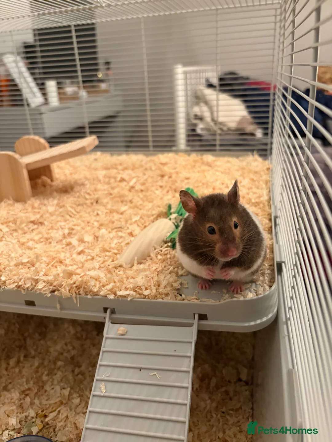 Hamster rodents for sale: Syrian hamster  - Advert 1