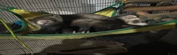 Ferret rodents for sale: Two stunning semi tamed ferrets  in Derby - Advert 3
