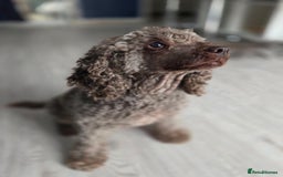 Mixed Breed dogs for sale: Miniature poodle  - Image 1