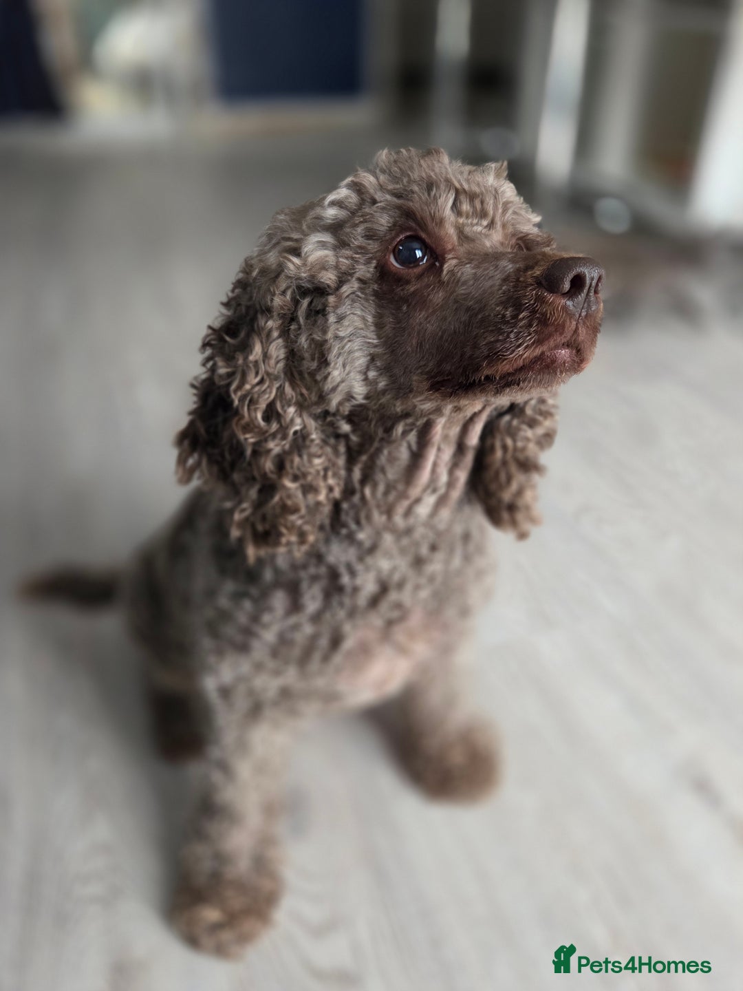 Mixed Breed dogs for sale: Miniature poodle  - Image 1