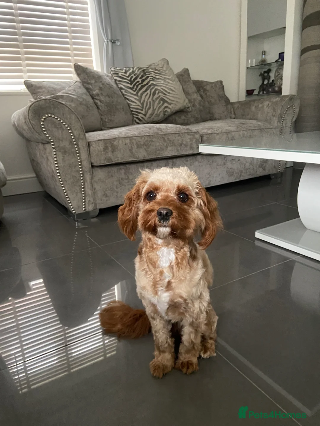 Cavapoo dogs for sale: Female Cavapoo  in Plymouth - Advert 2