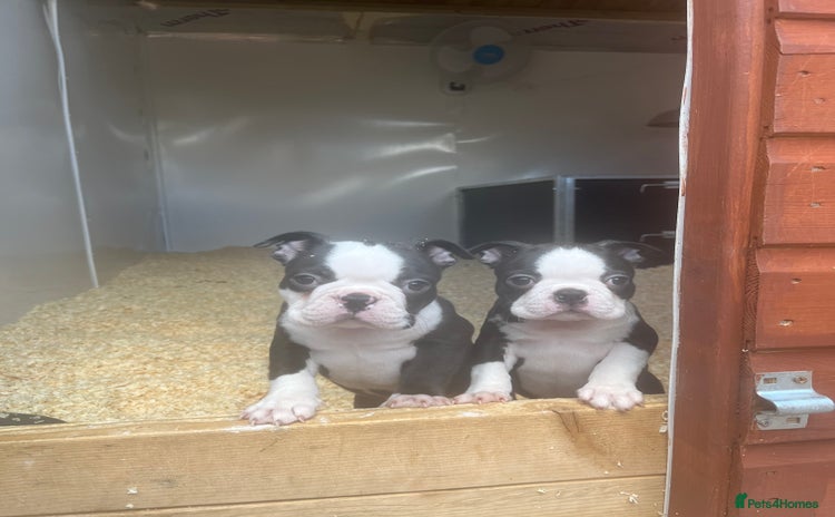 Boston Terrier dogs - Advert 5
