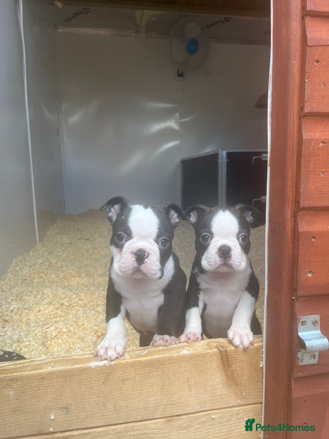 Boston Terrier dogs for sale: Ready to leave  - Image 1