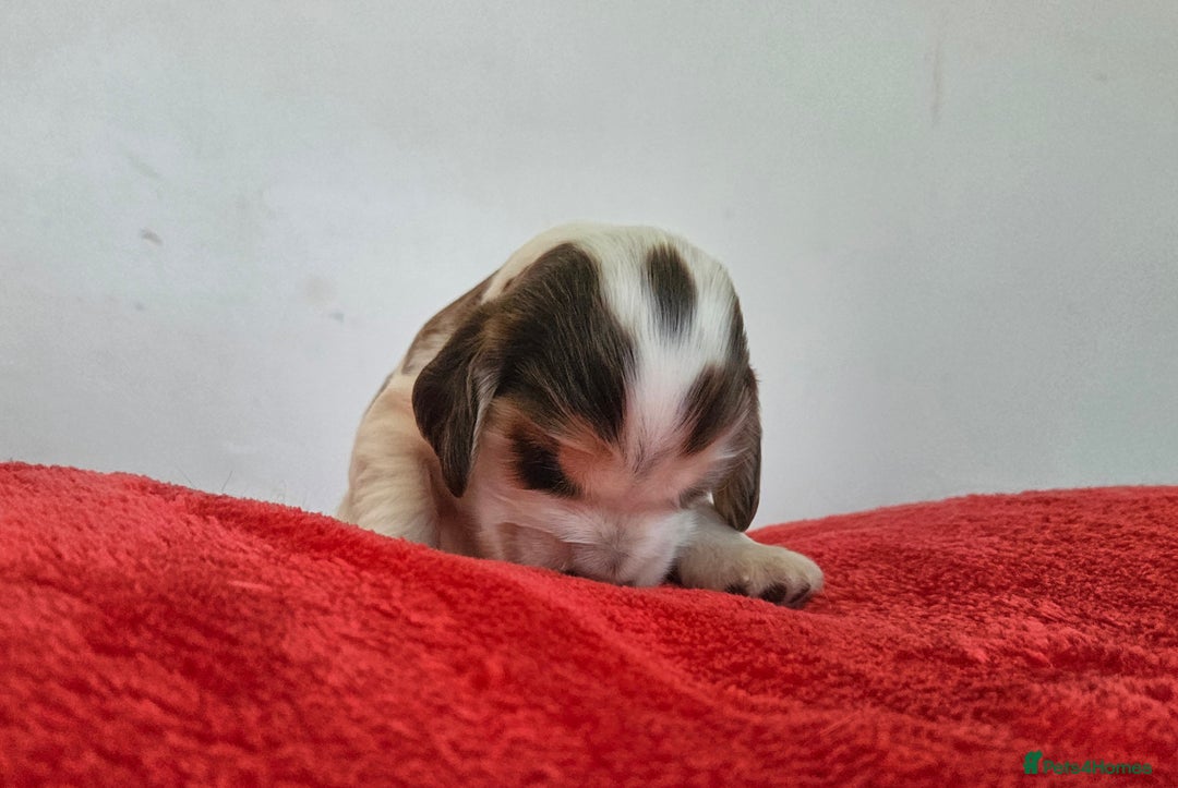 Cocker Spaniel dogs for sale: Quality Sable Show Cocker spaniel Puppies - Image 17