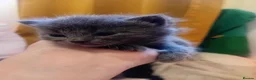 Russian Blue cats for sale: Russian blue mix with Scottish fold  - Advert 3