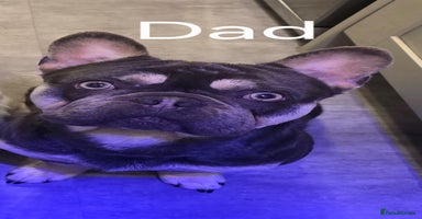 French Bulldog dogs - Advert 10