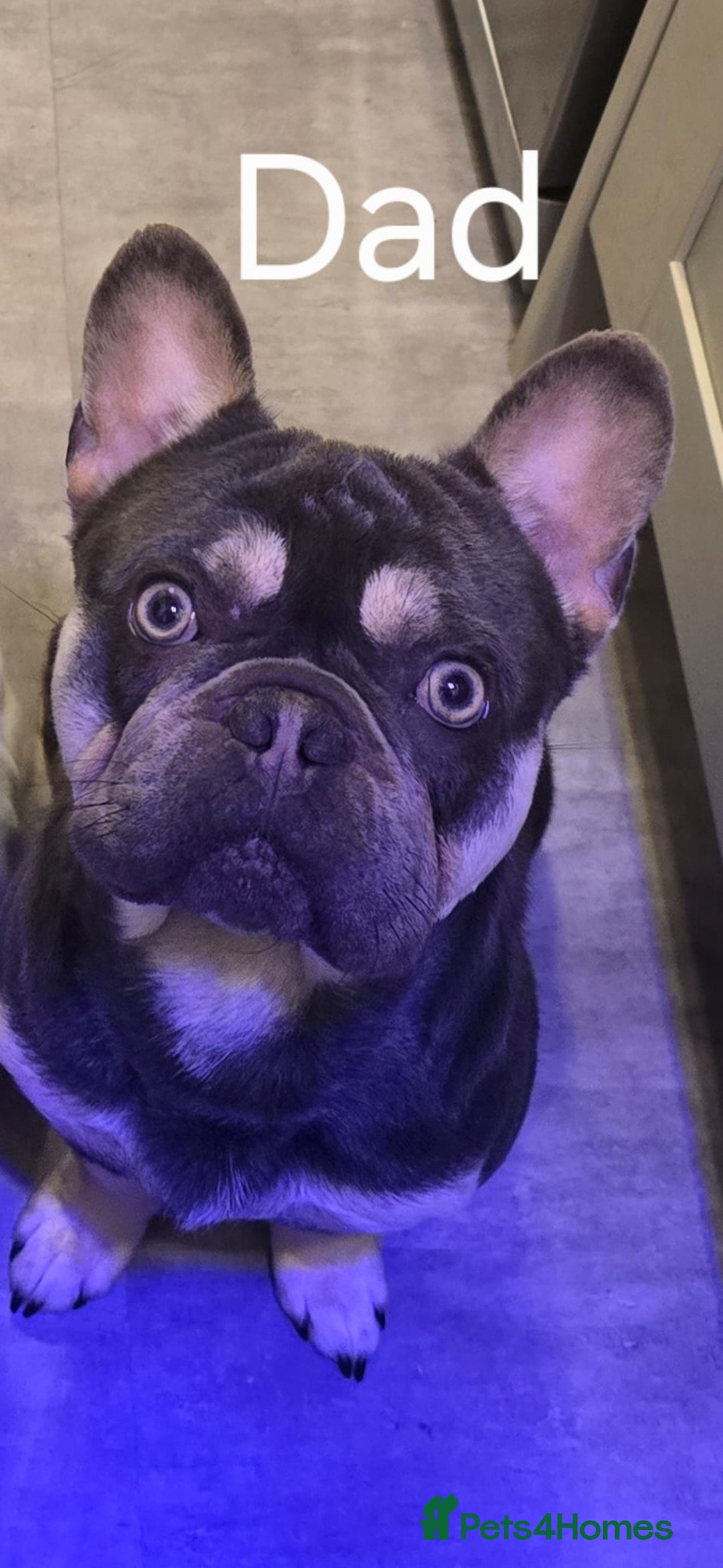 French Bulldog dogs for sale: Beautiful French Bulldog Puppies - Image 3