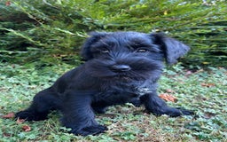 Miniature Schnauzer dogs for sale: Beautiful KC registered Minature Schnauzer puppies - Image 6