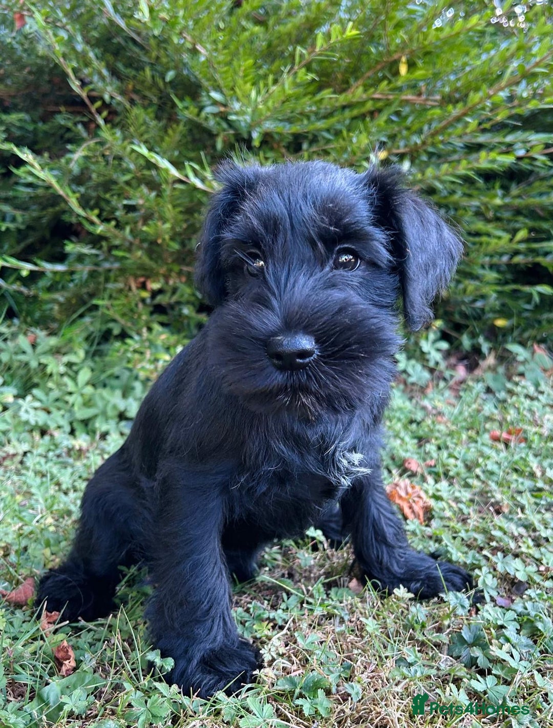 Miniature Schnauzer dogs for sale: Beautiful KC registered Minature Schnauzer puppies - Image 6