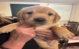 Labrador Retriever dogs for sale: Labrador puppies - Image 4