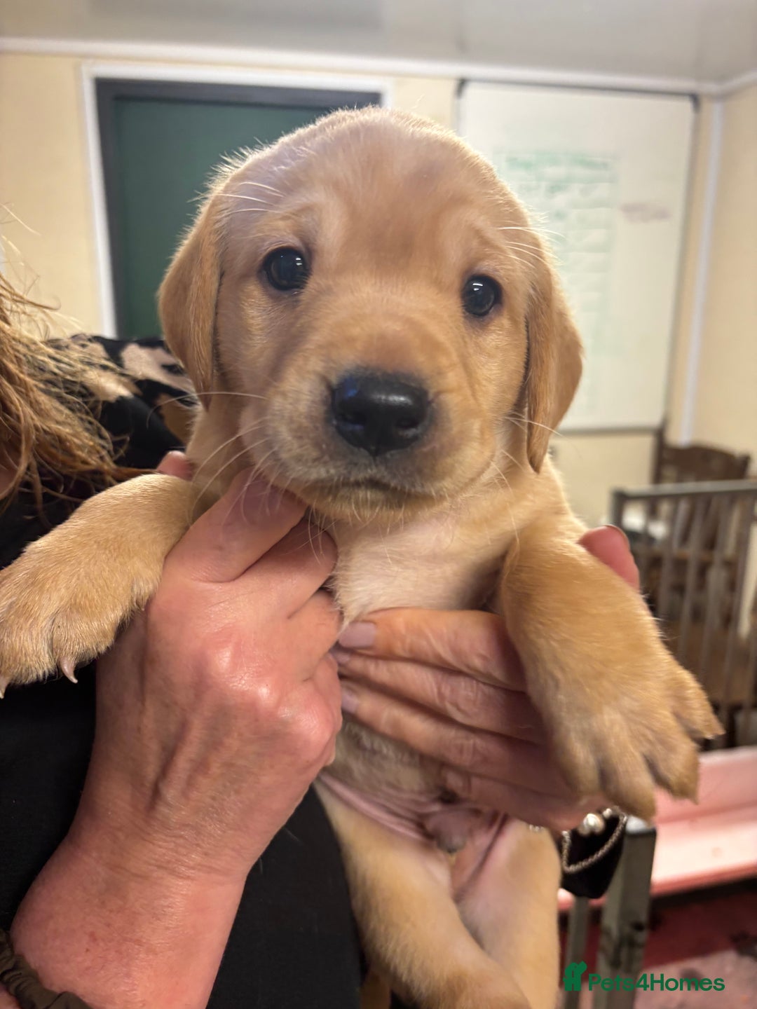 Labrador Retriever dogs for sale: Labrador puppies - Image 4