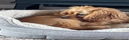 Cockalier dogs for sale: Gorgeous Cockalier girl  - Advert 5