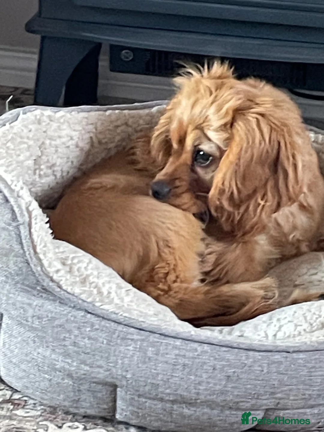Cockalier dogs for sale: Gorgeous Cockalier girl  - Advert 5