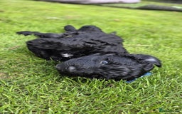 Australian Labradoodle dogs for sale: Reduced-Multigen Aussie Labradoodles curly/nonshed - Image 29