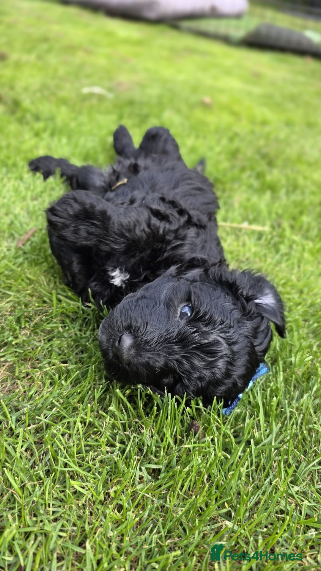Australian Labradoodle dogs for sale: Reduced-Multigen Aussie Labradoodles curly/nonshed - Image 29