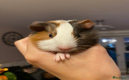 Guinea Pig rodents for sale: Baby female Guinea pigs - Image 10