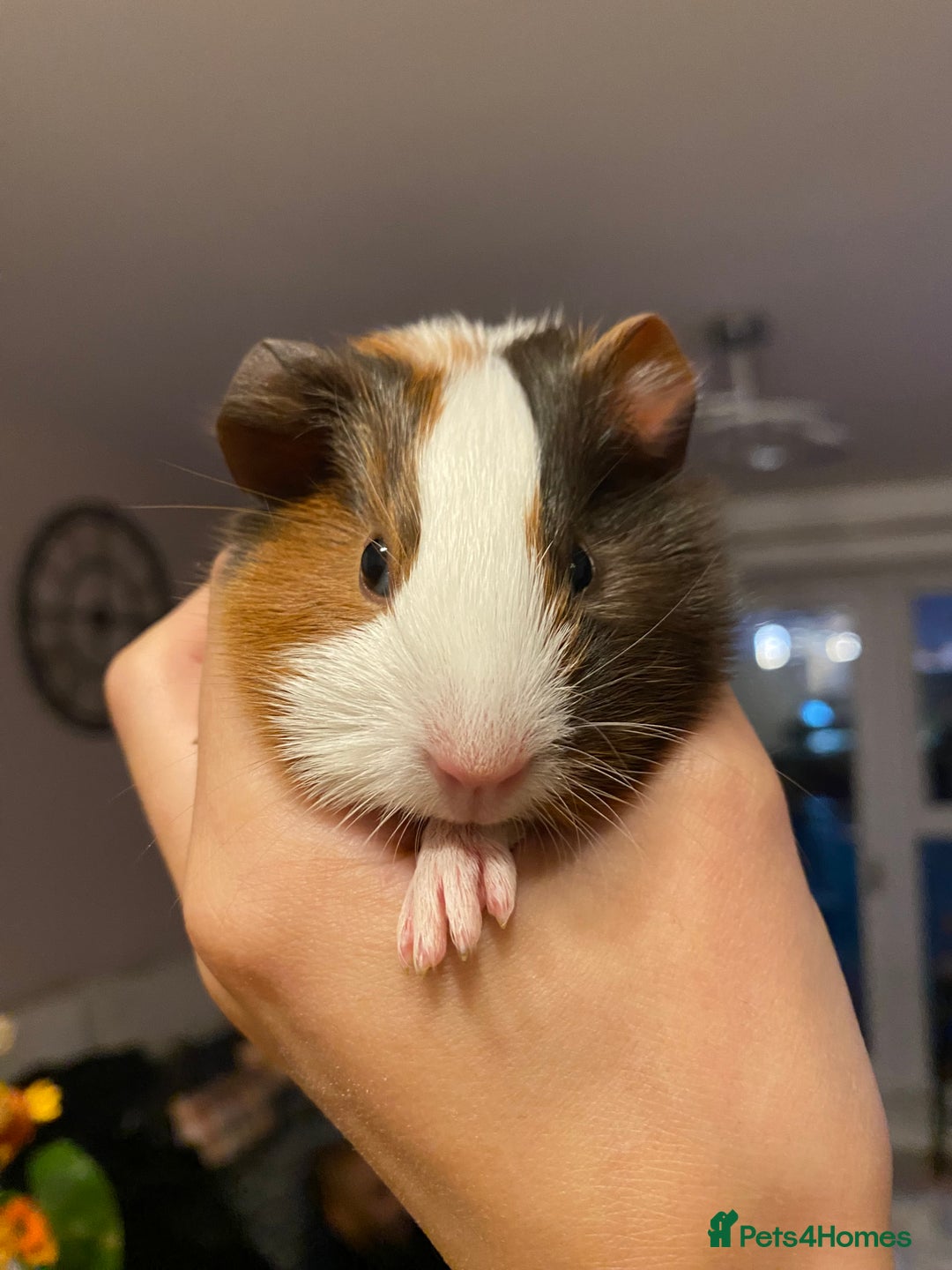 Guinea Pig rodents for sale: Baby female Guinea pigs - Image 10