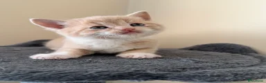 Kitten2