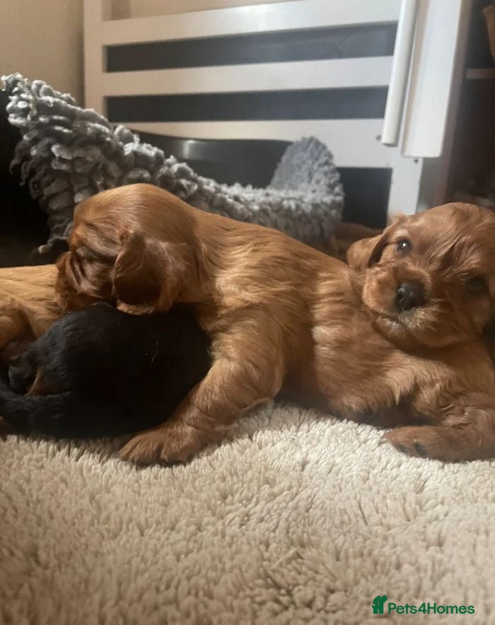 Cavalier King Charles Spaniel dogs Beautiful Cavalier King Charles Spaniel Puppies - Advert 1