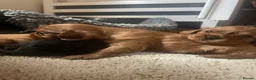 Cavalier King Charles Spaniel dogs for sale: Beautiful Cavalier King Charles Spaniel Puppies in Coventry - Advert 1