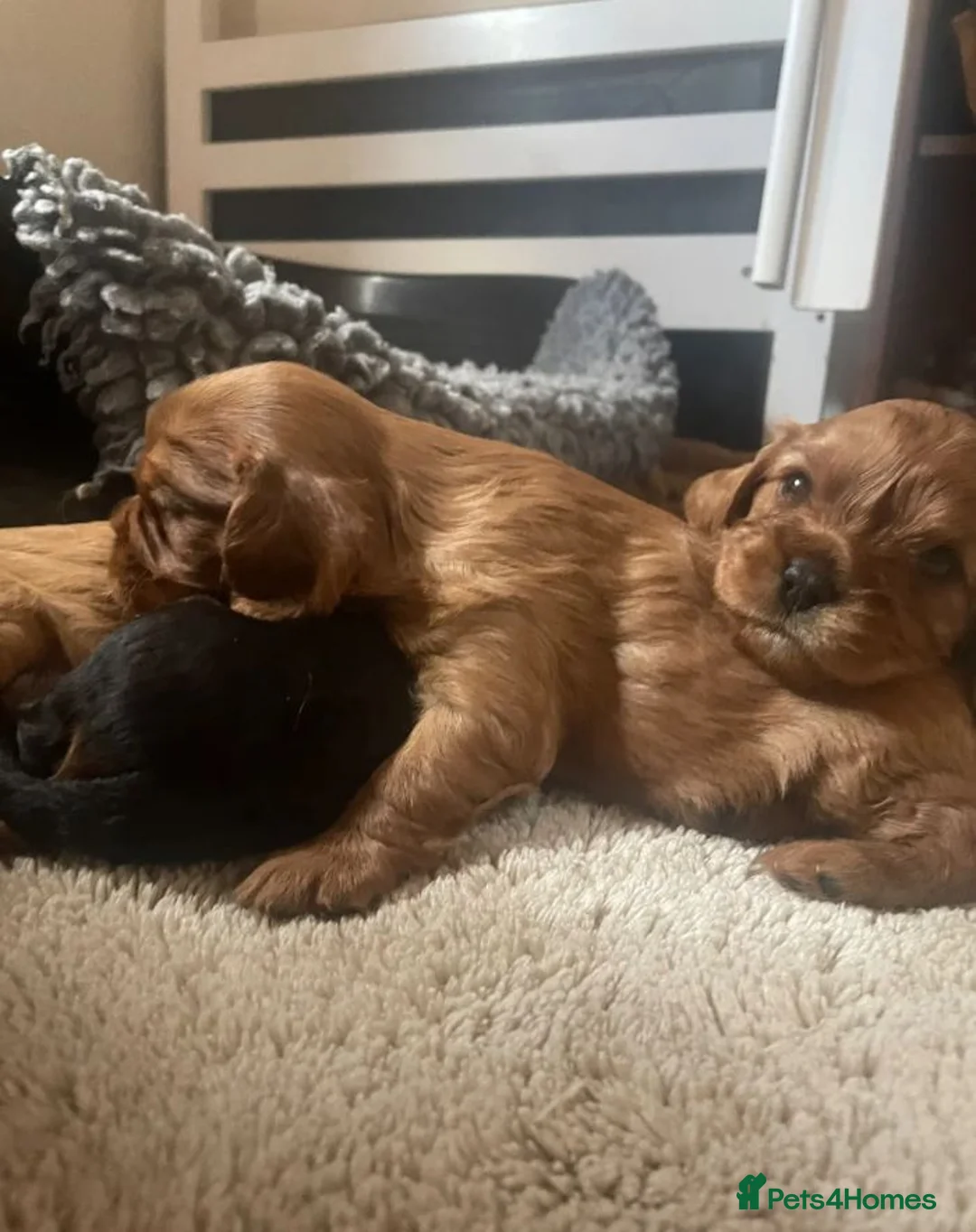 Cavalier King Charles Spaniel dogs for sale: Beautiful Cavalier King Charles Spaniel Puppies in Coventry - Advert 1
