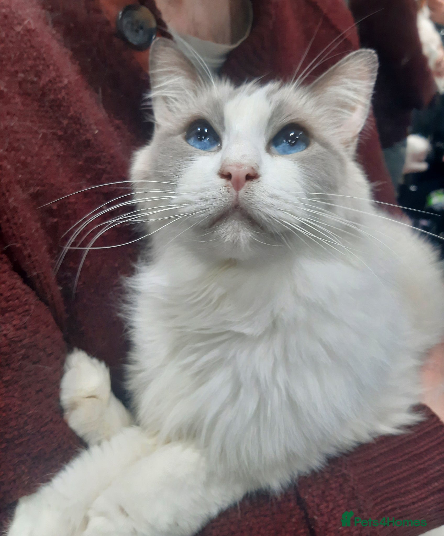 Ragdoll cats for sale: Ragdoll Bi-Colour Blue Male Boy - Advert 2
