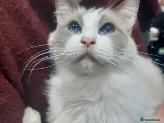 Ragdoll cats for sale: Ragdoll Bi-Colour Blue Male Boy - Advert 2