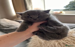 British Shorthair cats for sale: British Shorthair Kittens - Image 3