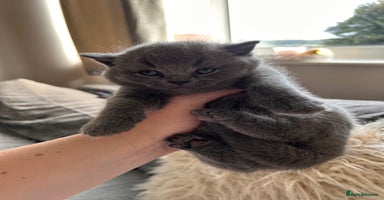 British Shorthair cats - Advert 8