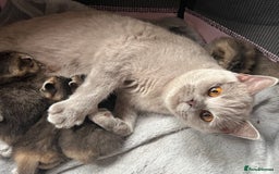 British Shorthair cats for sale: British shorthair kittens - Image 14