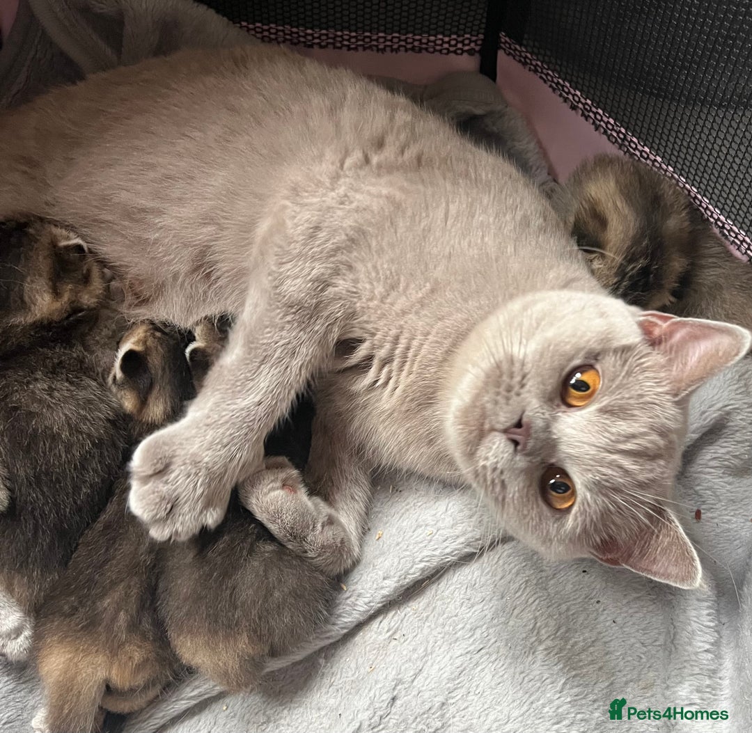 British Shorthair cats for sale: British shorthair kittens - Image 14