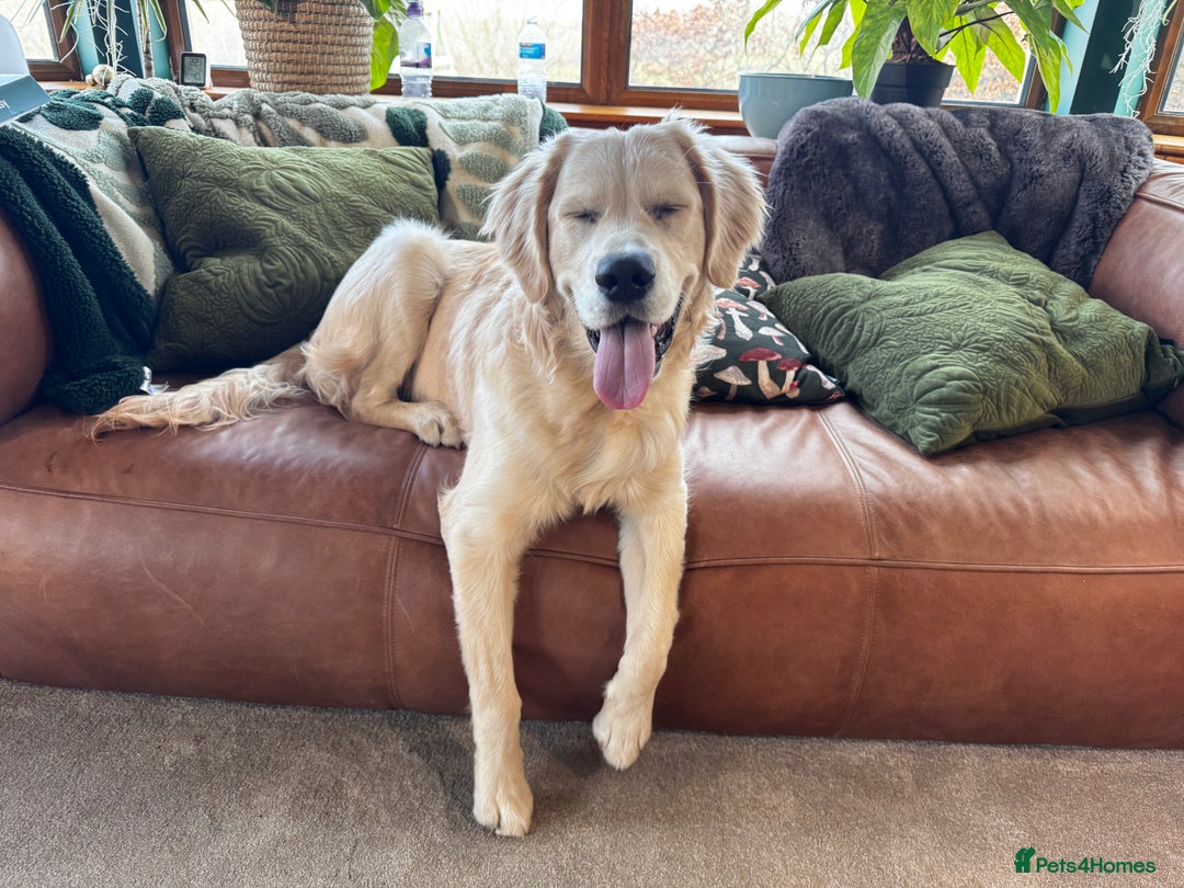 Golden Retriever dogs for sale: Arlo  - Image 1