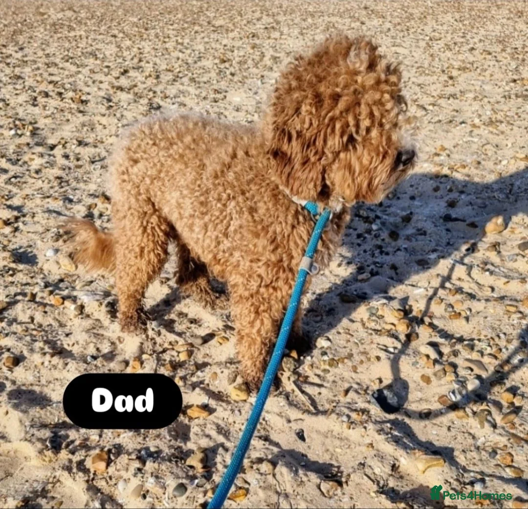 Cavapoo dogs for sale: Adorable F1B Cavapoo puppies for sale  - Advert 39
