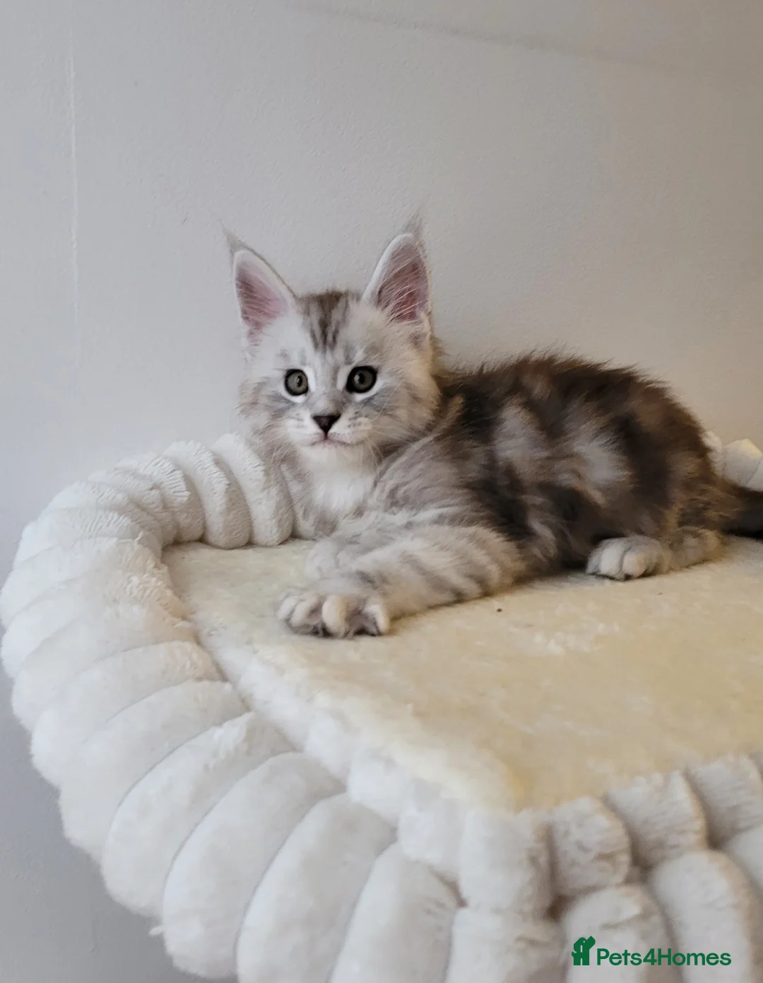 Maine Coon cats for sale: Tica registered Maine coon kittens  - Advert 10