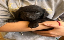 Labradoodle dogs for sale: Gorgeous labradoodle puppies  - Image 13