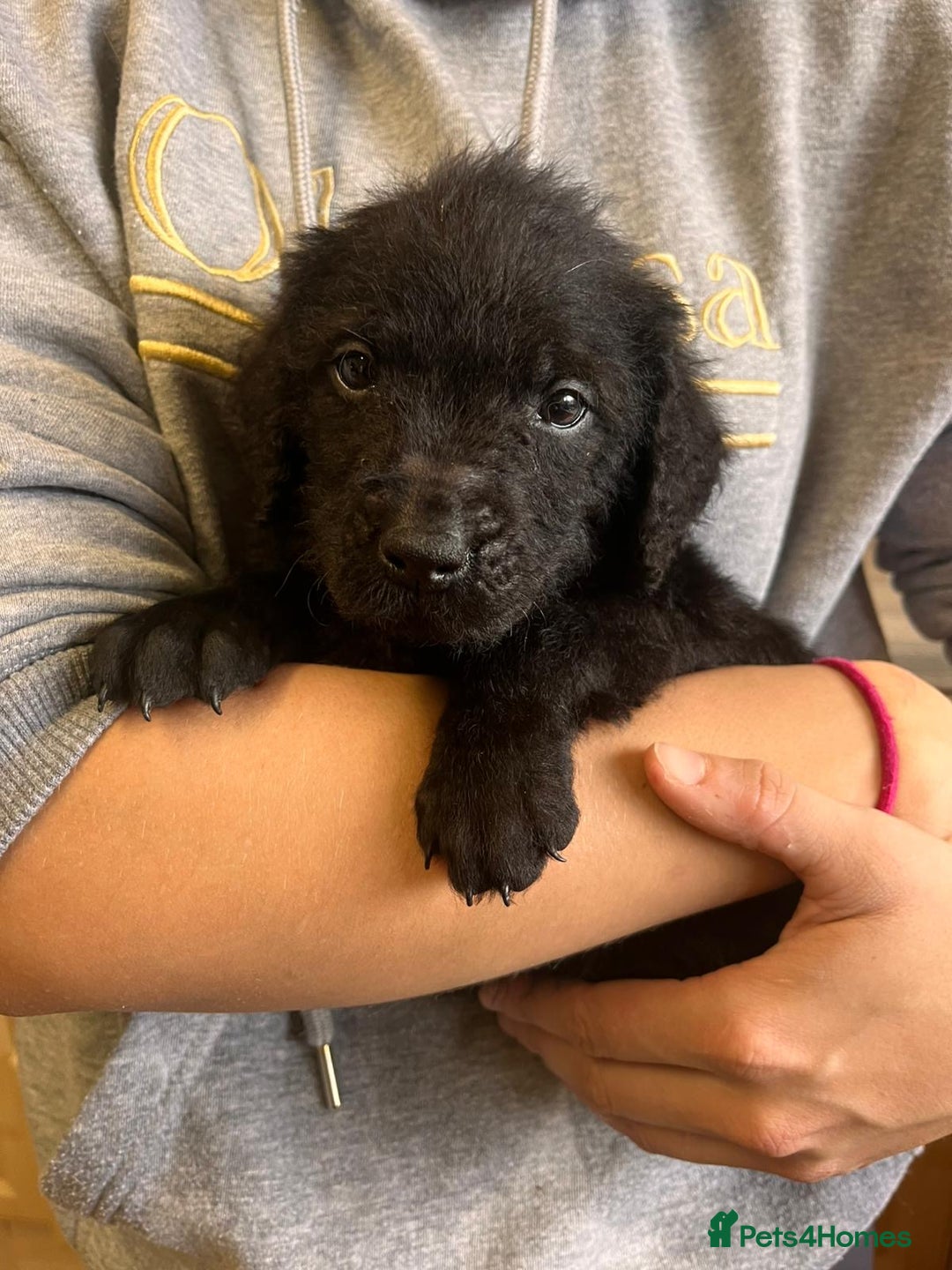 Labradoodle dogs for sale: Gorgeous labradoodle puppies  - Image 13