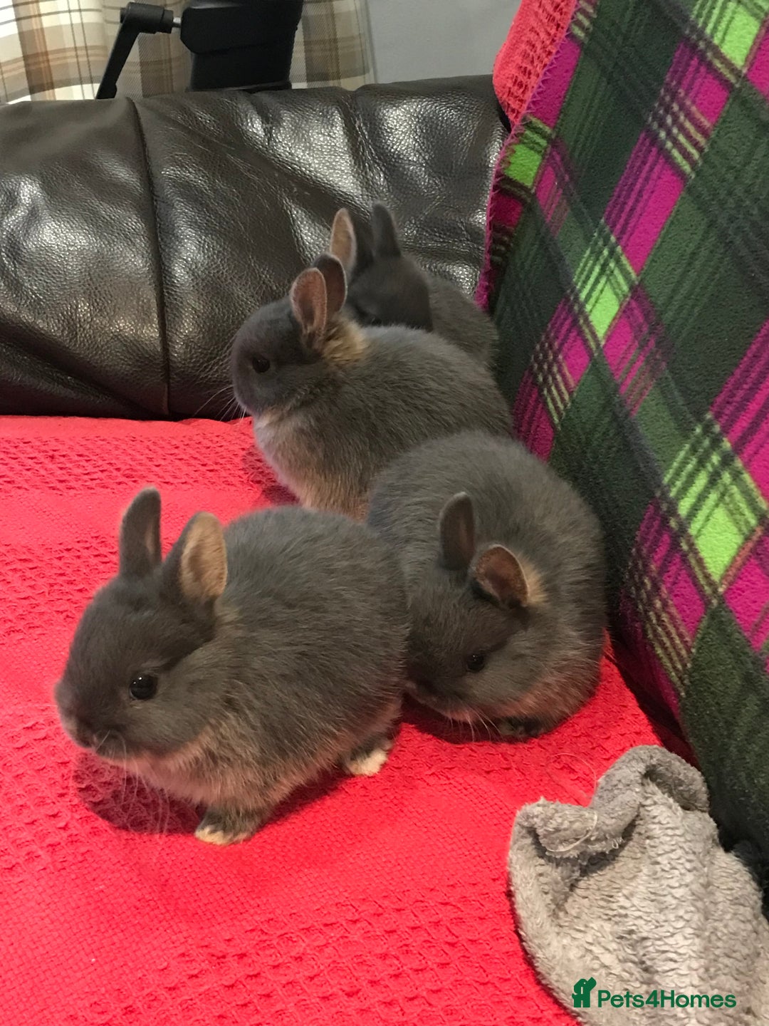 Netherland Dwarf rabbits for sale: Beautiful Netherlands Dwarf baby rabbits  - Advert 5