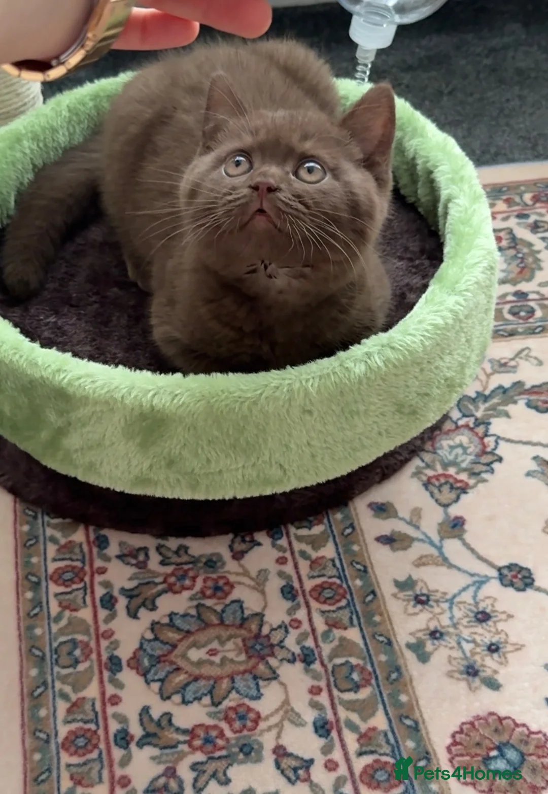 British Shorthair cats for sale: Stunning Cinnamon British Shorthair Male Kitten - Advert 1