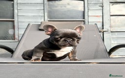 French Bulldog dogs for sale: French bulldog puppy male  - Image 4