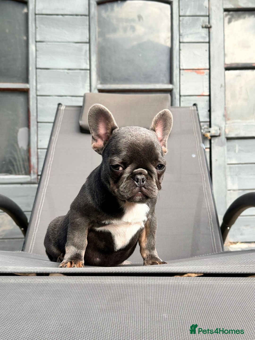 French Bulldog dogs for sale: French bulldog puppy male  - Image 4