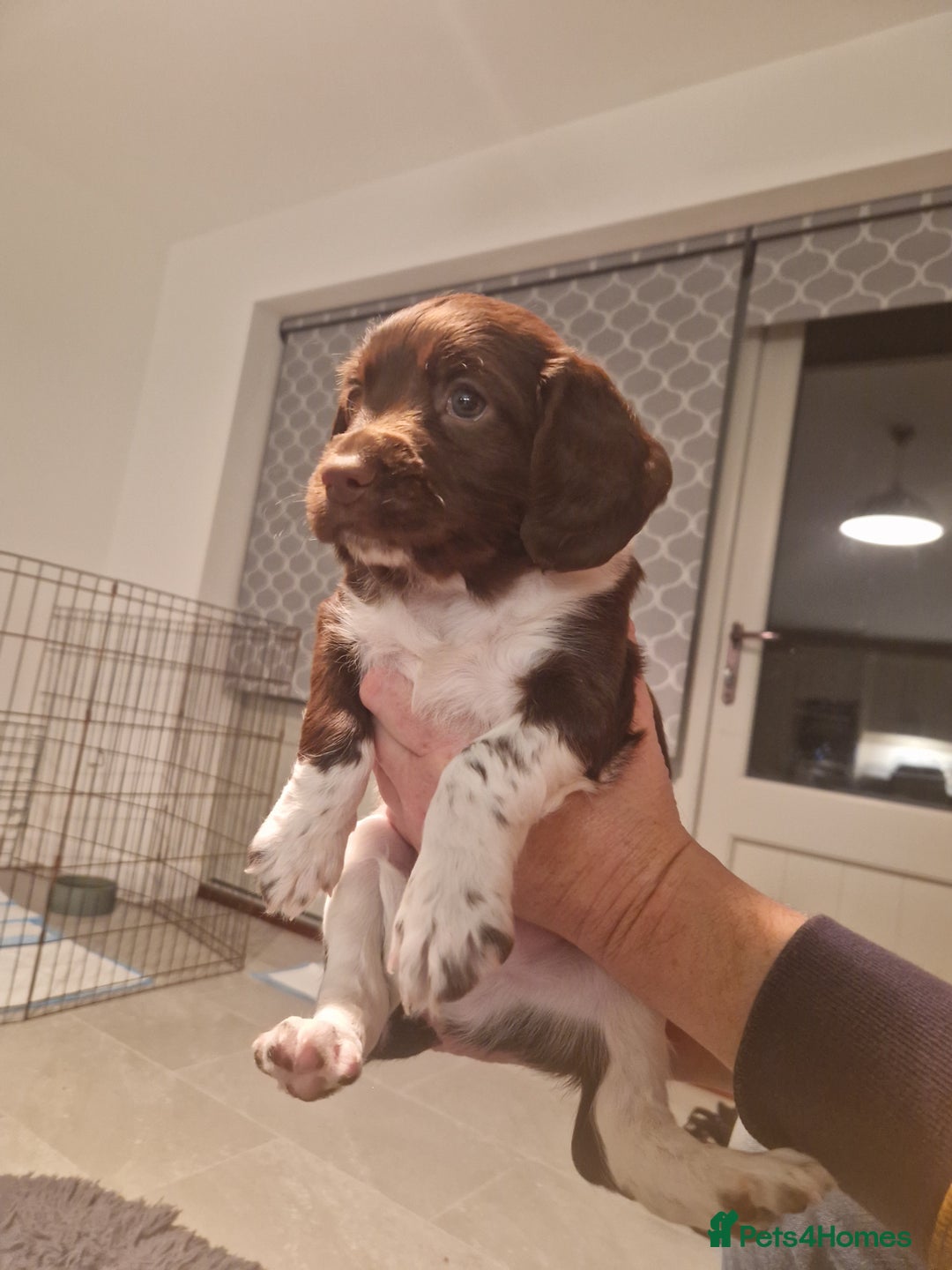 English Springer Spaniel dogs for sale: Stunning litter of English Springer Spaniels  - Advert 7